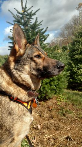 Bella at the tree farm